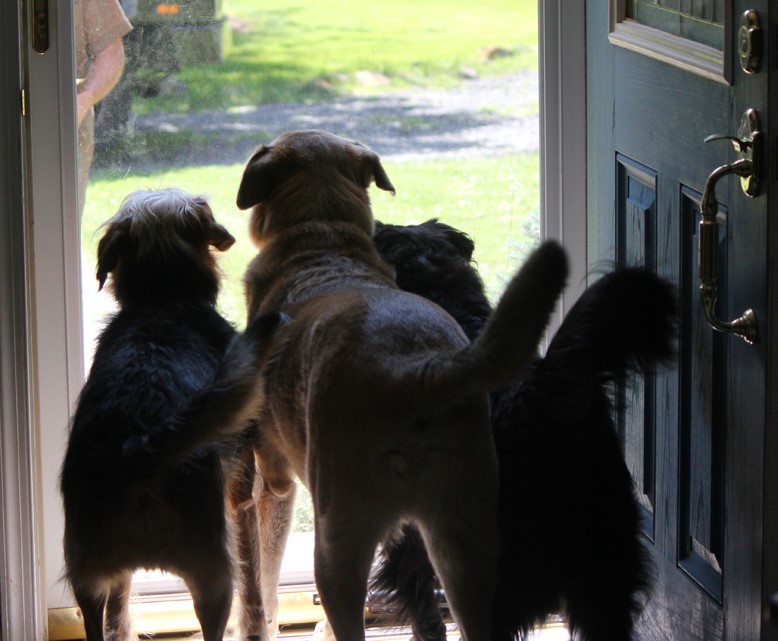 cute doggy pic by a welcome mat